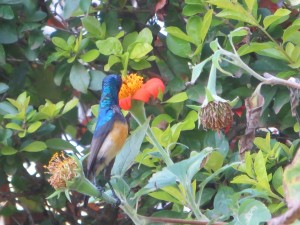 Male sunbird having a sip from the flower Lyndsey planted.