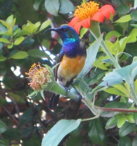 Male sunbird on our weed